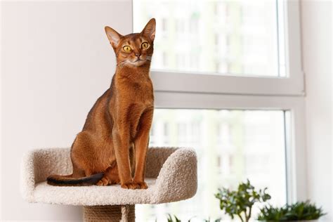 16 Unusual Abyssinian Cat Facts You'll Be Surprised To Learn - Catster