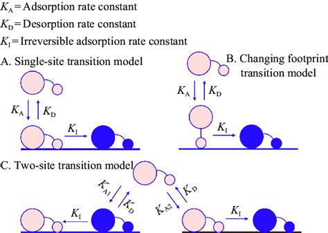 Models Of Protein Adsorption Desorption And Irreversible Adsorption 8