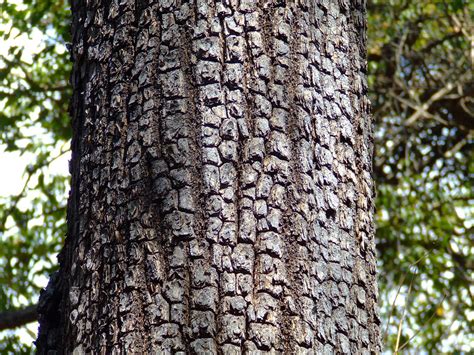 Terminalia tomentosa bark T. alata T. elliptica ऐन state t… | Flickr