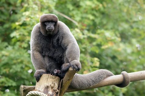 Datos Curiosos Sobre Monos Lanudos Descubre Las Fascinantes