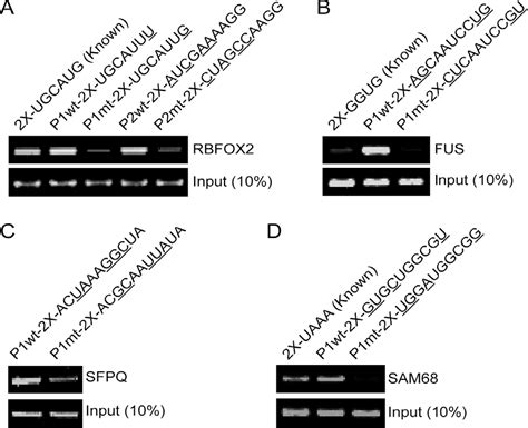 Figure 1 From An In Vitro Technique To Identify The Rna Binding Site