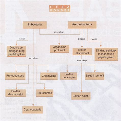 Att Biologi Bakteri Struktur Dan Cri Ciri Docx Document