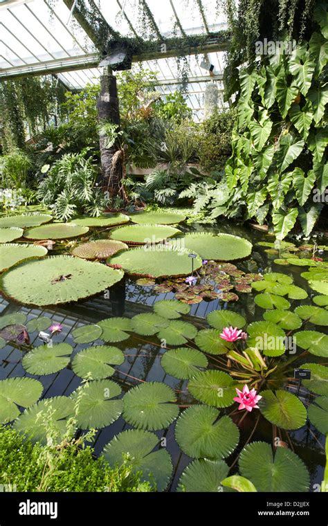 Giant Waterlily Hi Res Stock Photography And Images Alamy