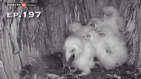 Barn Owl Nest ep 197Lechuzas en el nido DIRECTO Cámara 38 Ávila