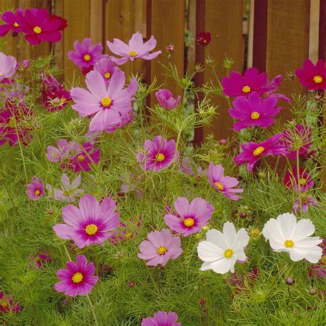 Cosmos Bipinnatus Sensation Mix