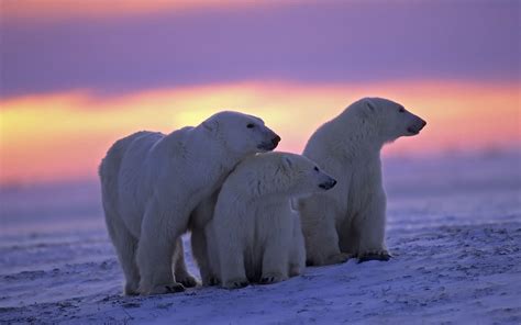 Polar Bears HD Wallpapers Wallpaper Cave