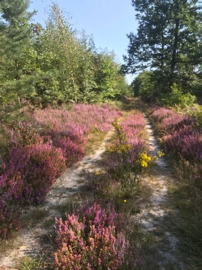 The Forest Is So Pink This Afternoon 💕 Tumbex