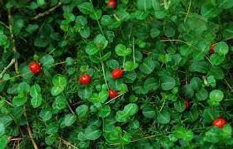 Partridge Berry Ground Cover - Native Wildflowers Nursery