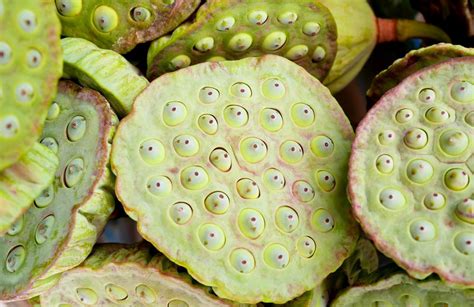 What is Trypophobia? Find out if you have a fear of holes - Trypophobia ...