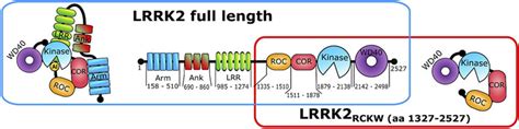 Schematic Domain Organization Of Lrrk2 Full Length Protein Blue Box