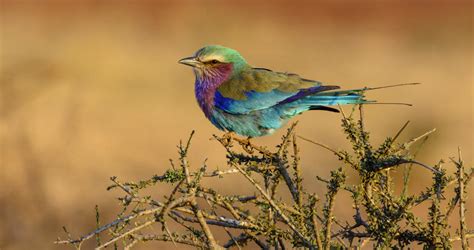 Birds of South Africa