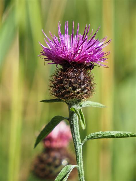 Knapweed Flower Plant - Free photo on Pixabay