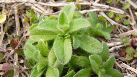 Mouseear Chickweed Nc State Extension