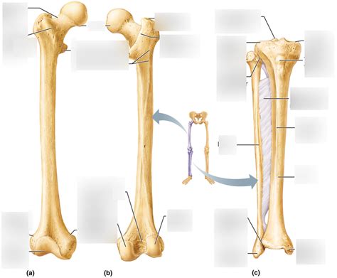 Leg bones Diagram | Quizlet