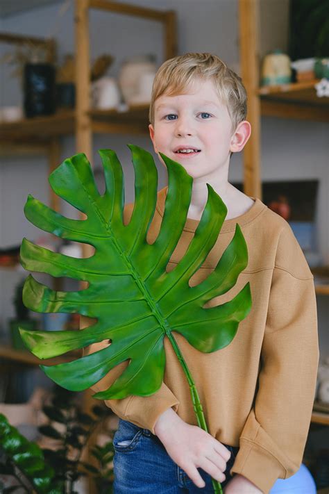 Monstera Leaf Photos, Download The BEST Free Monstera Leaf Stock Photos
