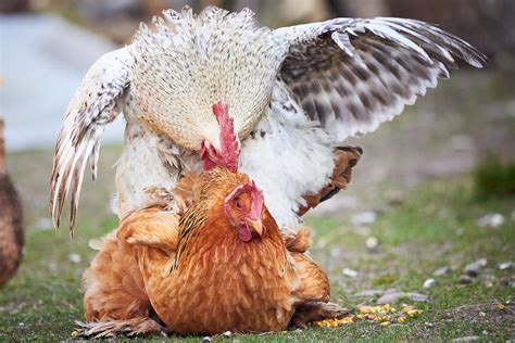 C Mo Se Aparean Las Gallinas La Gu A Completa Pol Y Edro