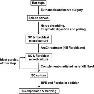 Schwann cell culture protocol. Flowchart showing the main steps for ...