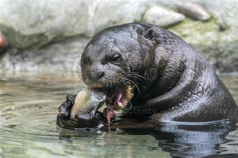 Otter eating a fish in a river 18806380 Stock Photo at Vecteezy