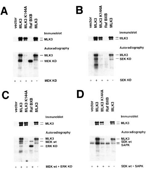 Figure From The Jnk Sapk Activator Mixed Lineage Kinase Mlk