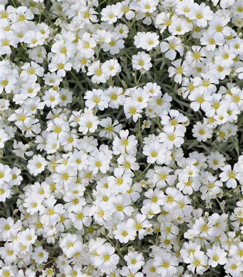 Cerastium Tomentosum YoYo Yo Yo Snow In Summer From Prides Corner Farms