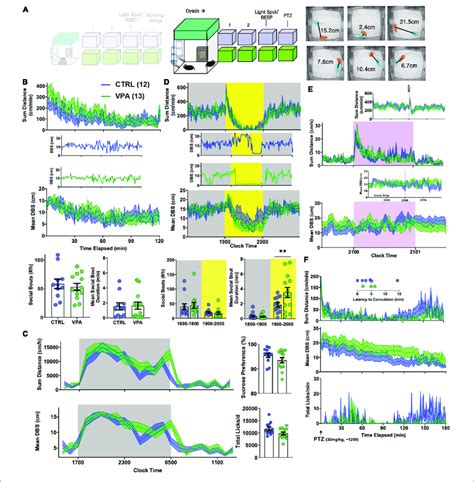 Effects Of Prenatal Vpa Exposure On Dyadic Behavior A Sex And Download Scientific Diagram