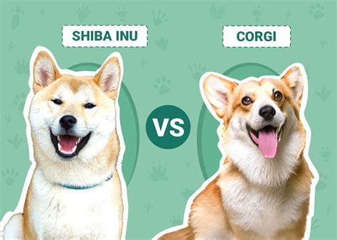 Shiba Inu vs. Corgi: Breed Comparison (With Pictures) – Dogster