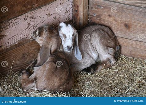 Two baby goats sleeping stock photo. Image of farm, indoors - 193390158