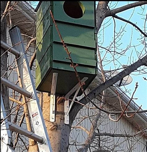 Barred Owl Or Great Horned Owl Nesting Box Etsy Sweden