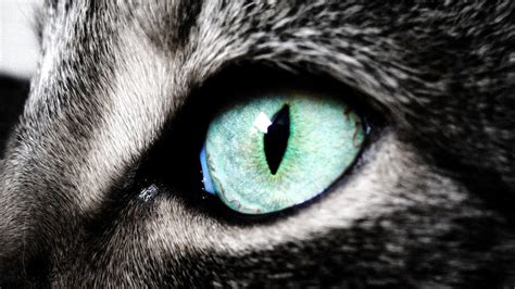 🔥 [40+] Cat Eyes Wallpapers | WallpaperSafari