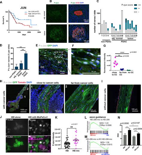 Cancer Cells Induce Sc C Jun Activation And Reprogramming Download Scientific Diagram