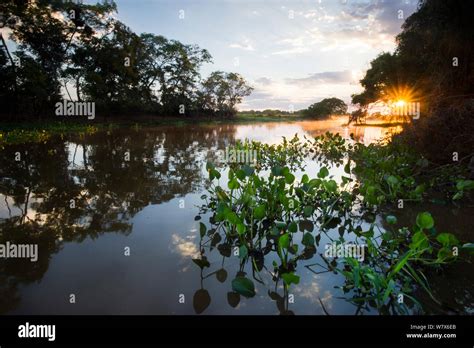 Humedales Del Pantanal Fotograf As E Im Genes De Alta Resoluci N Alamy