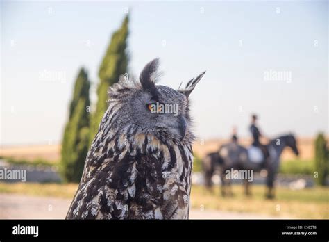 Owl (Bubo Bubo Stock Photo - Alamy