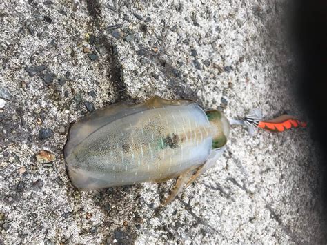 秋のエギングでアオリイカの釣果情報、和歌山中紀青物も現る！ ヒラマサとアオリイカを求めて