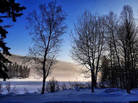 Fotos gratis paisaje árbol naturaleza bosque rama montaña nieve