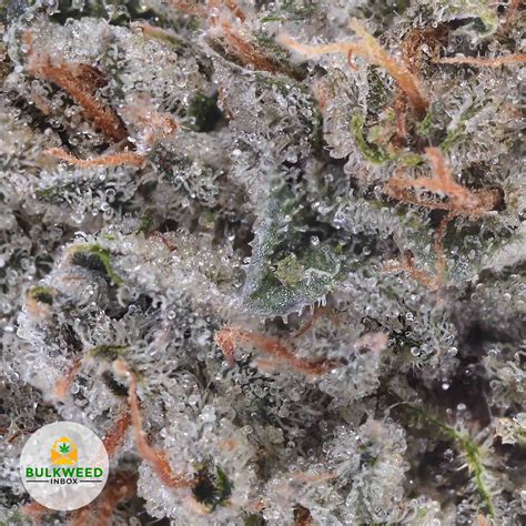 Pink Pussy Aaaa Okanagan Ranch Buy Weed Online