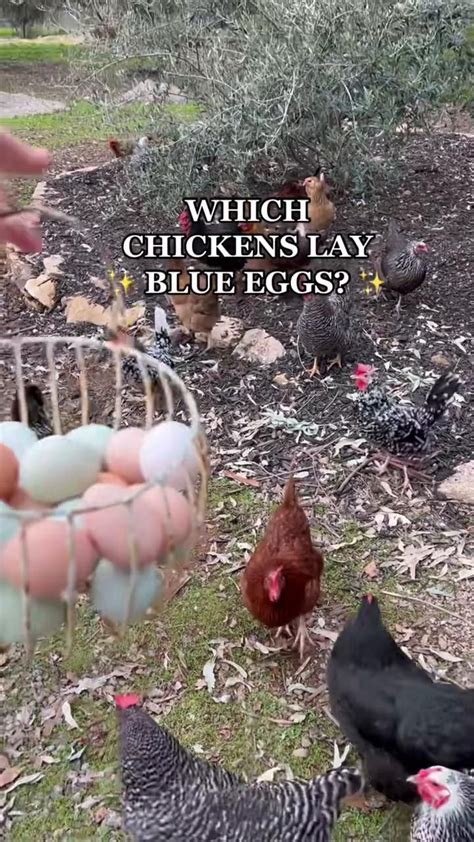 There Are Several Breeds Of Chicken That Lay Blue Eggs Video