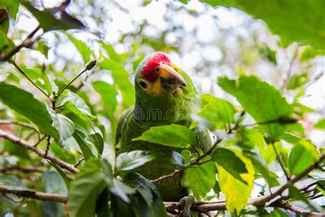 Green parrot stock photo. Image of green, camouflage - 37407544