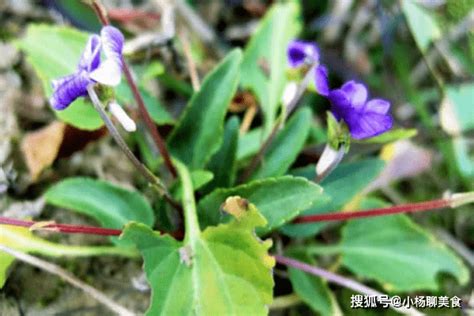 农村路边的“犁头草”，长着紫色小花，全身都是宝，药用价值珍贵 山坡