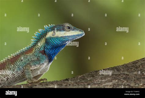 Blue crested lizard hi-res stock photography and images - Alamy