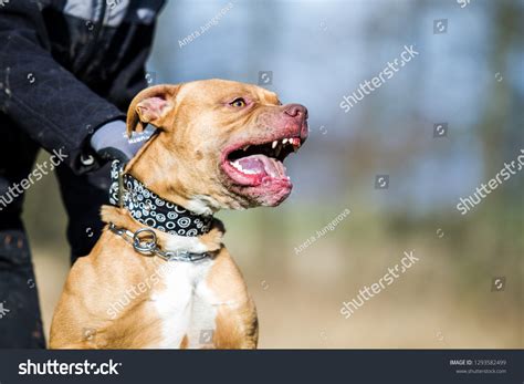 Agressive Pitbull Terrier Stock Photo 1293582499 Shutterstock