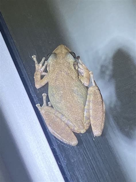 Fuscous Blotched Snouted Tree Frog From Rua Santa Maria Do Sua U