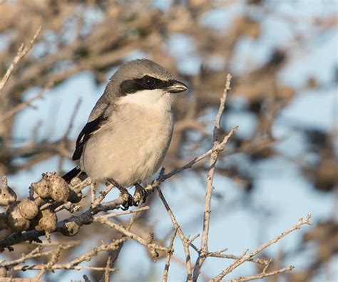 Let The Nature Conservancy Help You Find Great Birds Around the Great ...