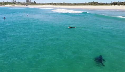 This Drone Footage Of Shark Stalking Surfers In New South Wales Is