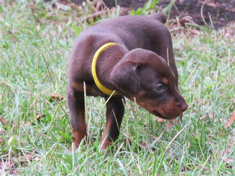 Yellow Female Skye Akc Doberman Puppies For Salehawthorne Fl