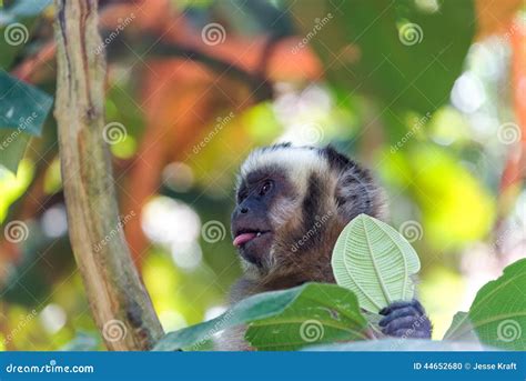 Capuchin Monkey With Tongue Out Stock Photo Image Of Wildlife Cute