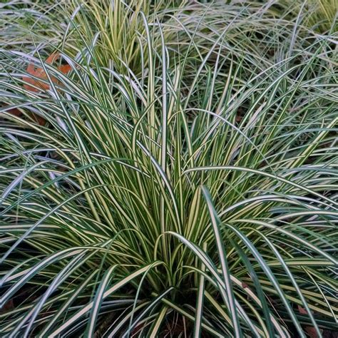 Carex Oshimensis Evergold Urban Jungle Plant Nursery