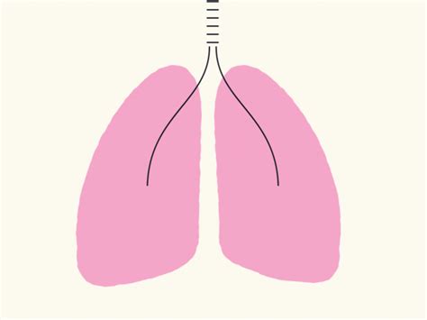 Respiratory System 