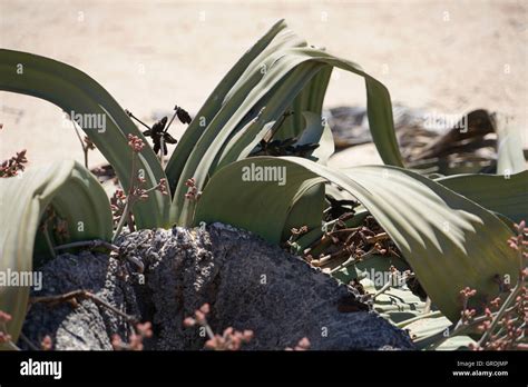 Very Old Welwitschia Plantnamib Desertwelwitschia Mirabilismost