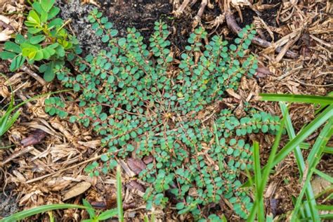 Spurge Weed Identification [How to Kill Spurge in Your Lawn]