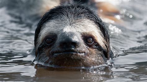 Sloths Can Hold Their Breath For A Shocking Amount Of Time Underwater